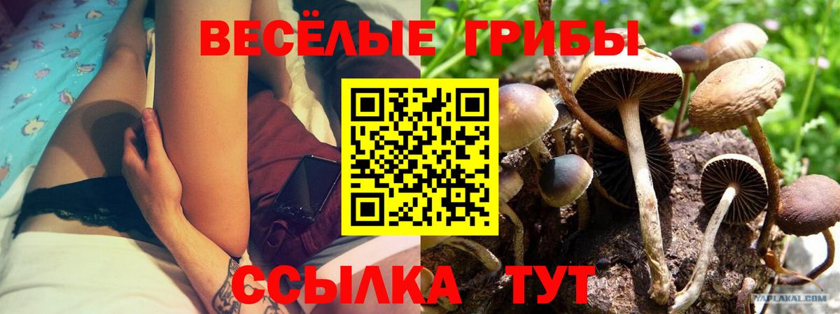 Галлюциногенные грибы Cubensis  Вход с VPN  Карпинск 